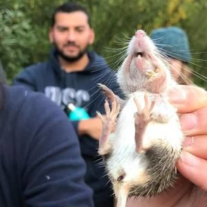 Meet your Posher, Rico